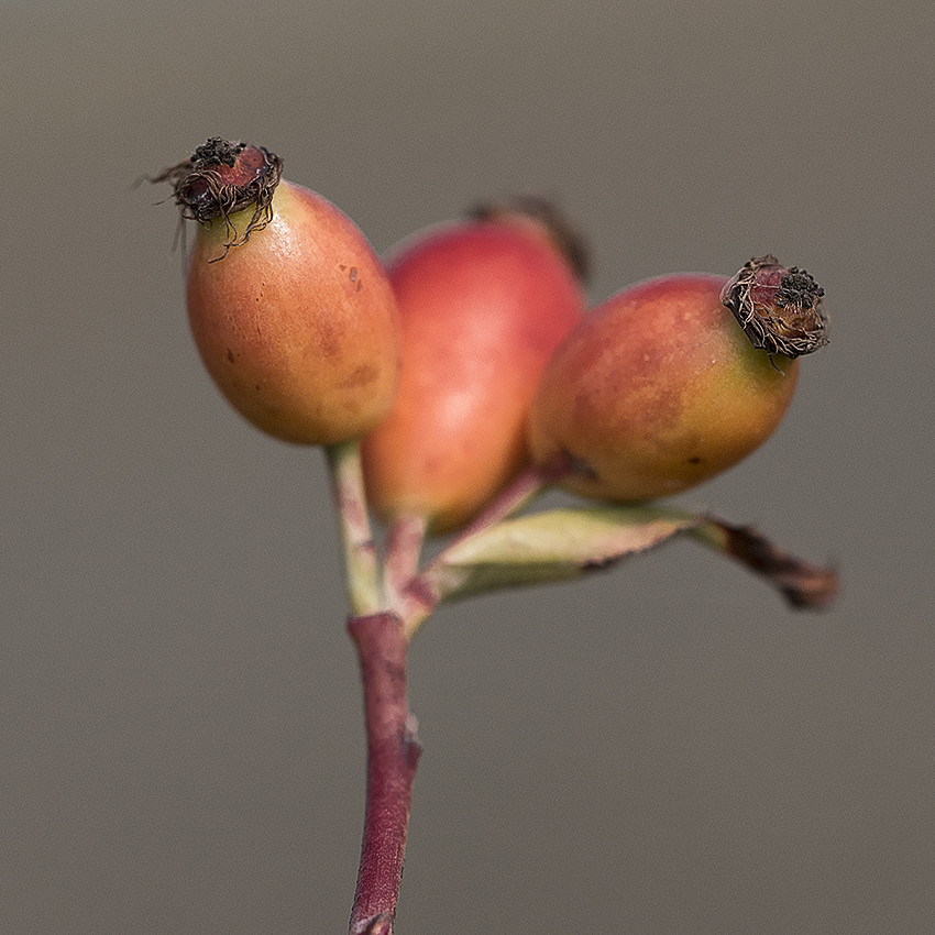 4711 Schleswig Holstein Ostsee 09_2015 KA7_5712 als Smartobjekt-1 Kopie.JPG